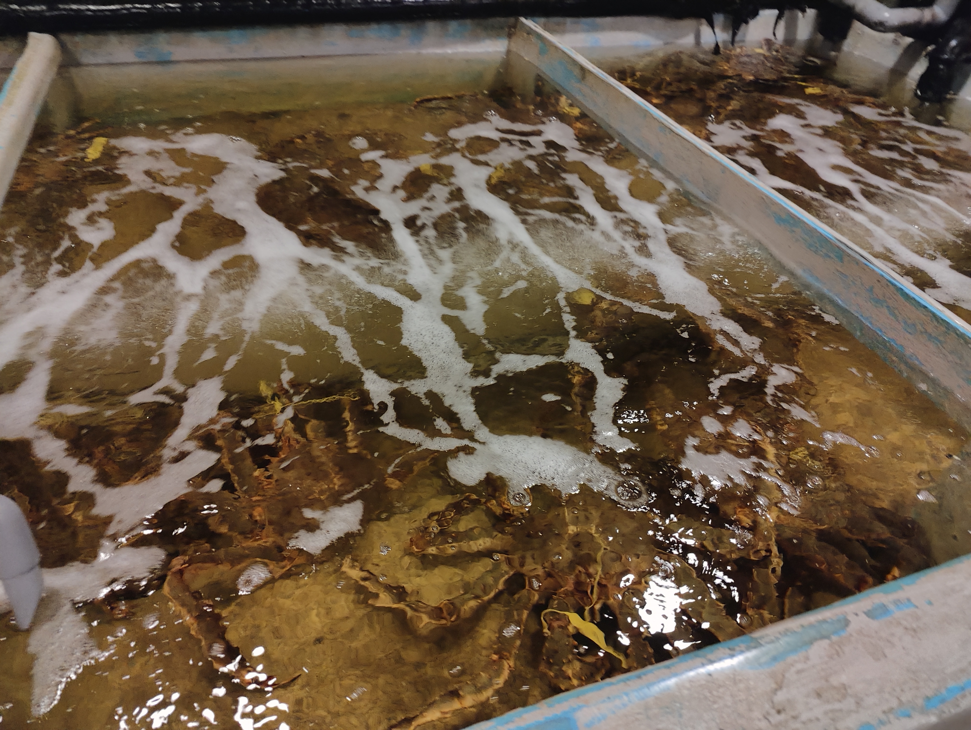 Marché aux poissons 12