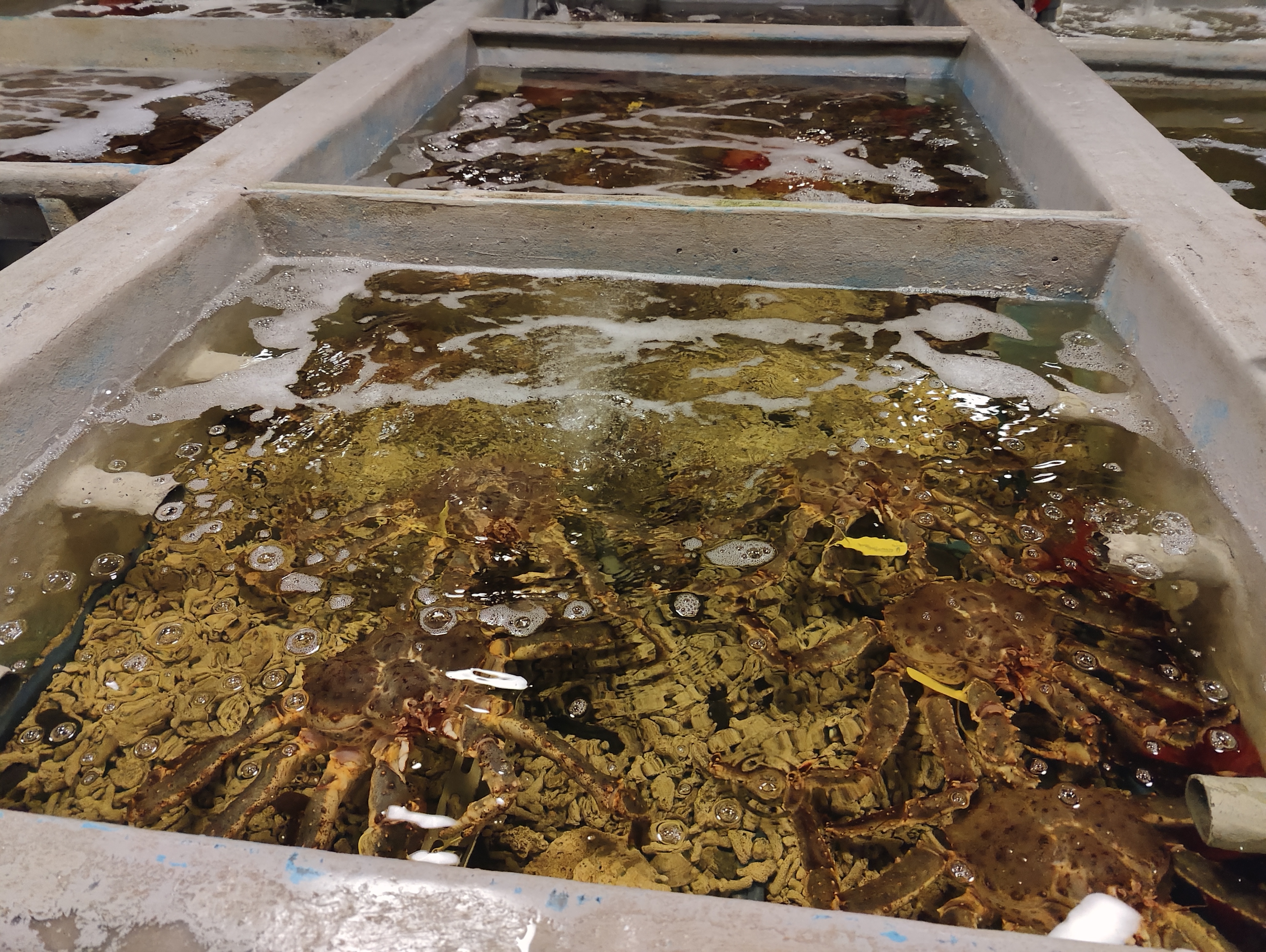 Marché aux poissons 13