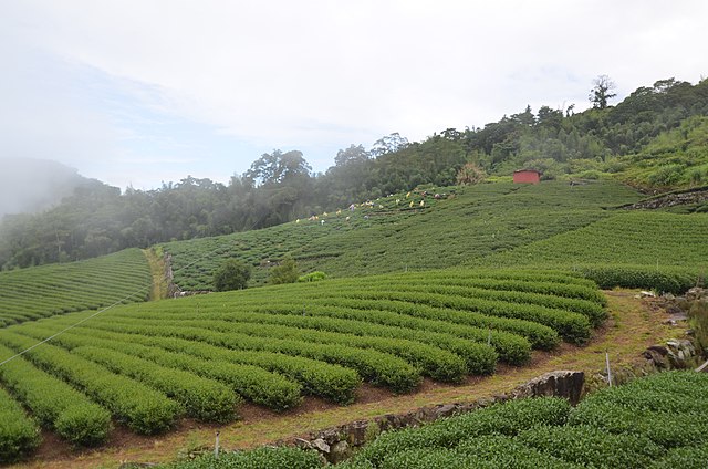 Plantation de thé taïwanaise